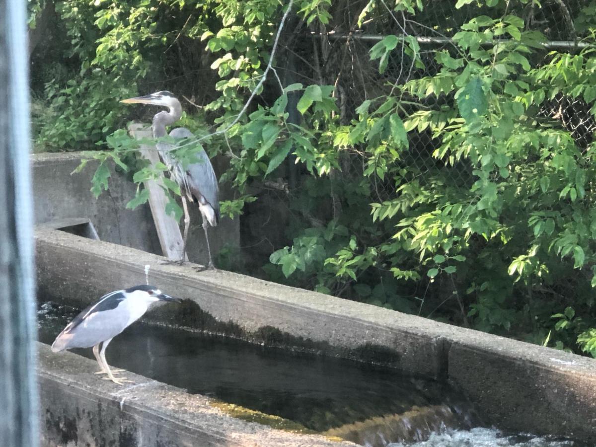 Herring Run Bourne Zewnętrze zdjęcie