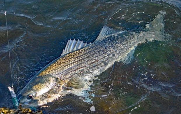 Herring Run Bourne Zewnętrze zdjęcie